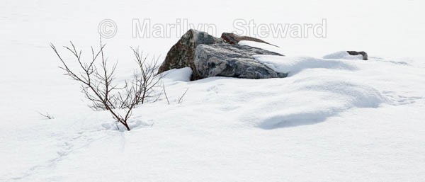 Twig and rocks, Kirkenes - Norway Coast