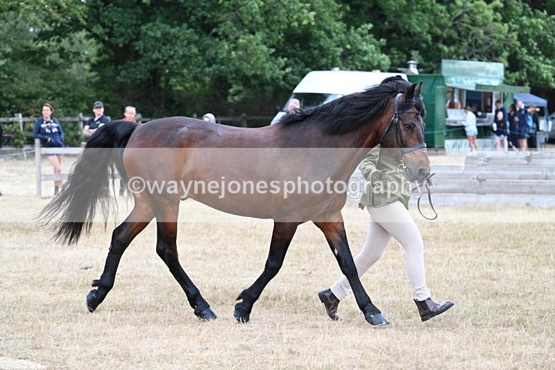 WJ7_9518 - Class 5 Most Handsome Gelding (up to 14.2hh)
