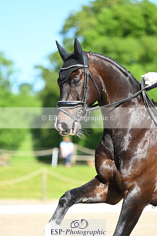 230526-093811-05490 - 456-CHARLY_VAN_TER_HEIDEN-Mollie_Summerland-DR