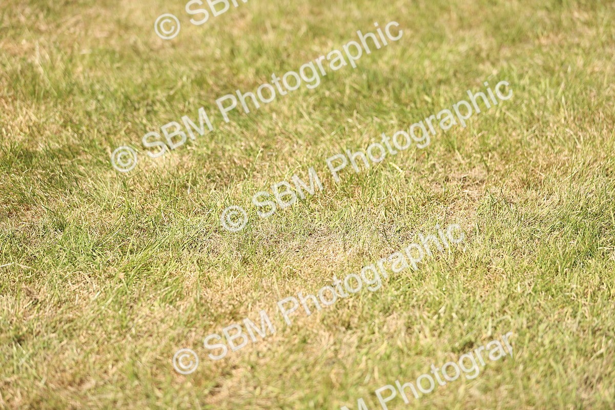 SBM_15017 - Class 78 - LIHS BSHA Open Racehorse & Show Horse