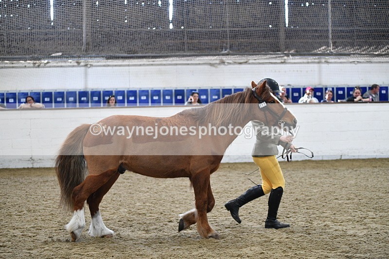 WJ5_4468 - Class 3 Part Bred In hand