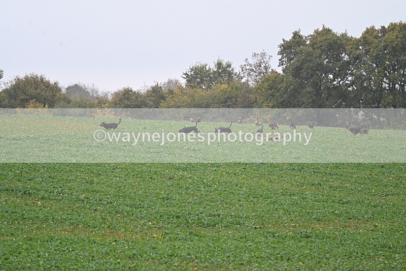 WJ7_8868 - Camera 1 only on this line