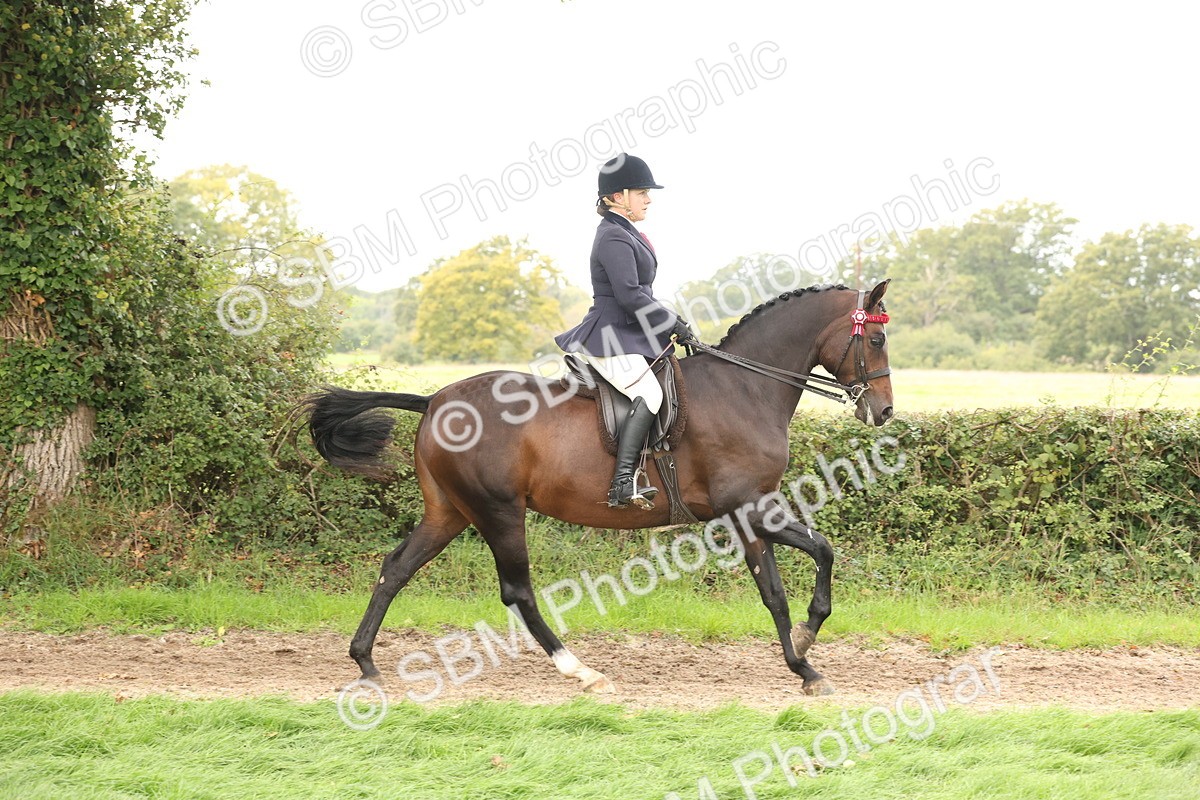 SBM_64218 - S65 - Riding Horse & Hack & Thoroughbred Ridden