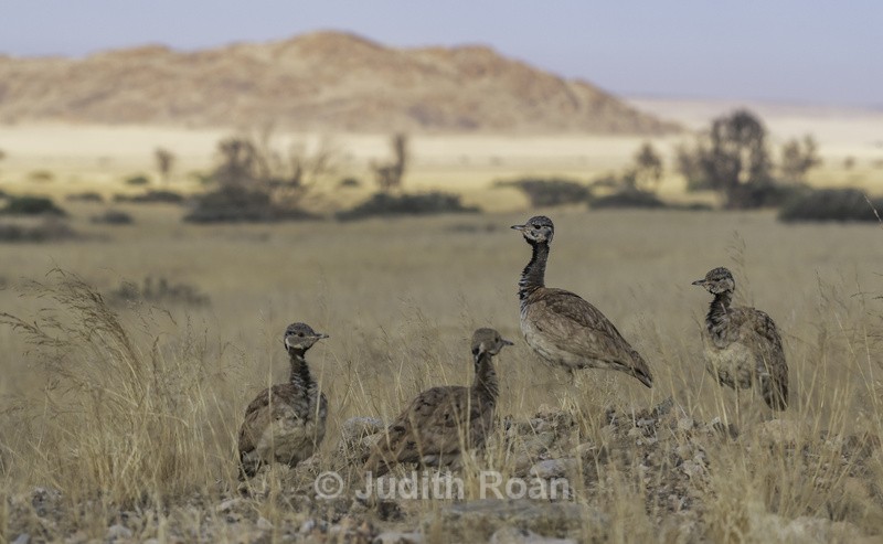 Southern Black Korhaan group - Namibia 2022