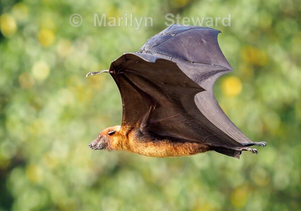 Greater Indian fruit bat - Exhibition acceptances