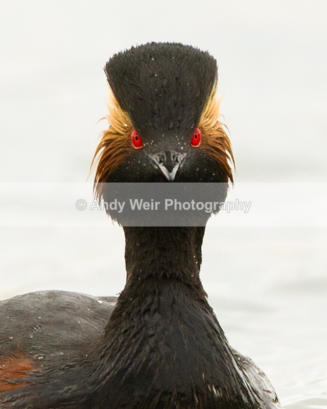 20110416-IMG_3922 - Black-necked Grebe