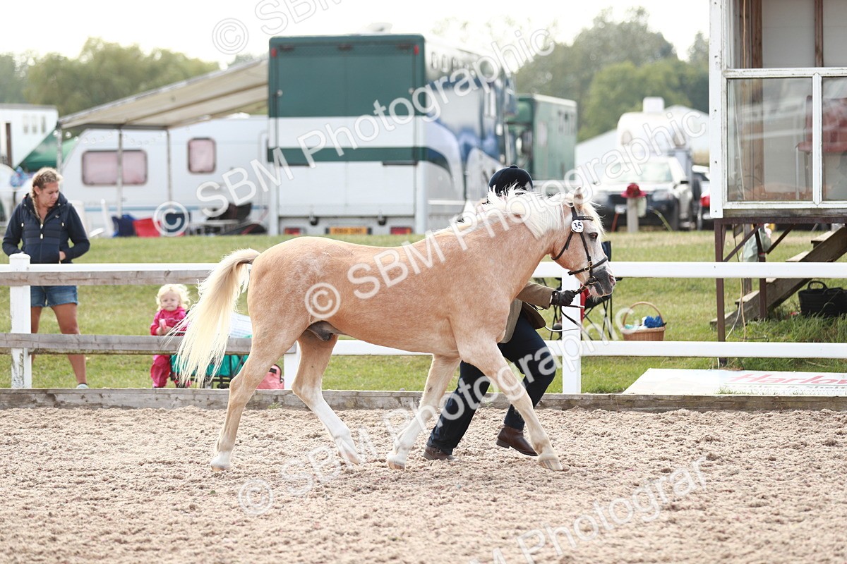 SBM_13848 - Class 209 IH Veteran Pony