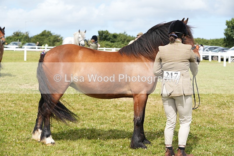 DSC05826 - Class 51: NPS M&M 4 years and over Large Breeds