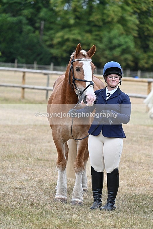 WJ7_0151 - Class 5a Most Handsome Gelding (above 14.2hh)