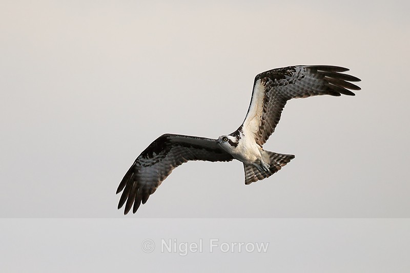 Osprey flying, Blue Cypress Lake, Florida - Osprey