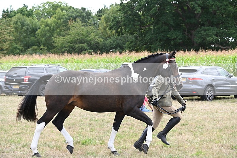 WJ6_6242 - Class 19 In-hand Veterans (Uploaded correct folder)