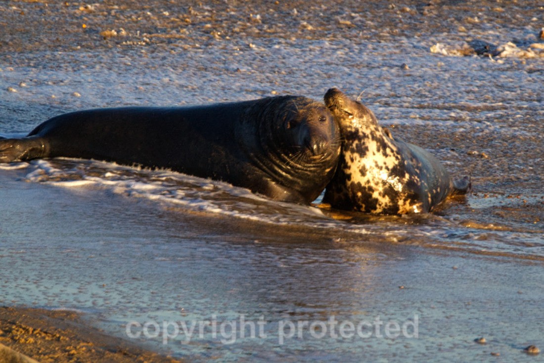 Grey Seals During The Moult - Norfolk