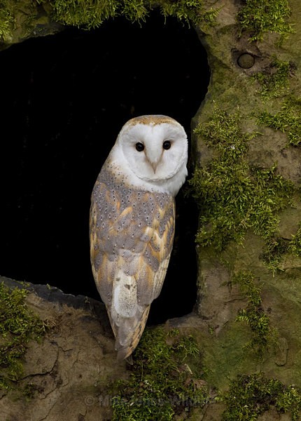BARN OWL / REF BO 5 - BARN OWLS