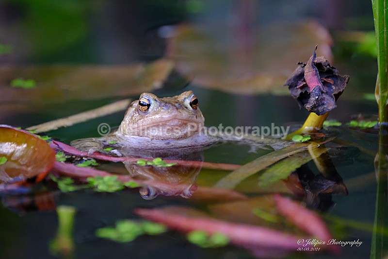  - Wildlife and Nature