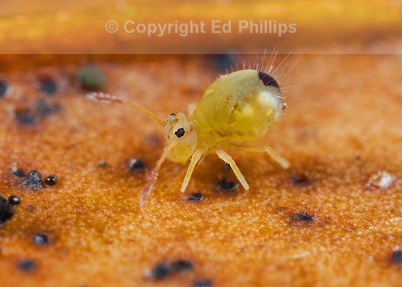Dicyrtomina minuta