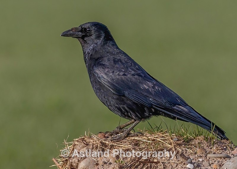 Astland Photography, Bird and Wildlife Images, Susan and Peter Wilson, U.K.