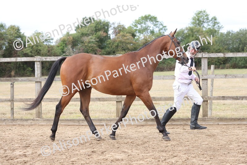 20260831-1916 - Class 5 - Retraining of Racehorses