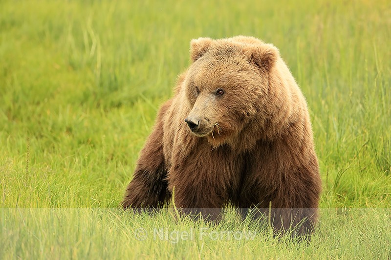 Female Brown Bear in meadow, Silver Salmon Creek, Alaska - Brown Bear
