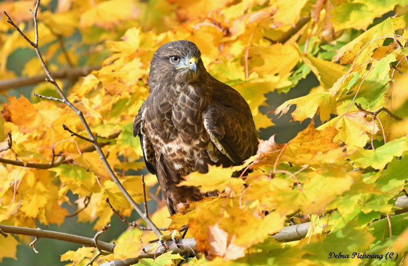 Common Buzzard - Birds Of Prey