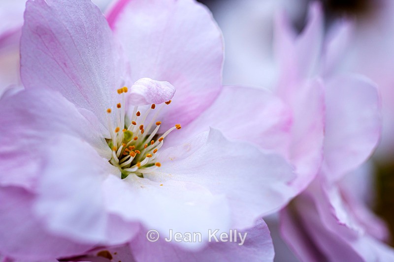 White Cherry Blossom - DSC_4591 - White