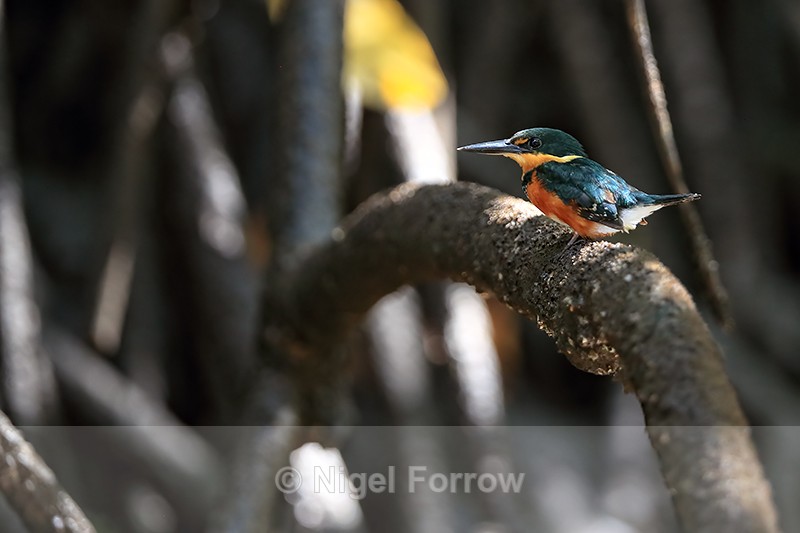 American Pygmy Kingfisher (female) perched, Sierpe River, Costa Rica - American Pygmy Kingfisher
