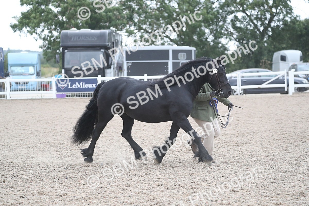 SBM_18021 - Class 317 IH Pure bred Horse/Pony