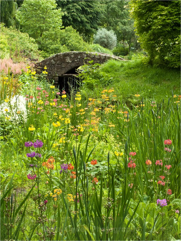 Wild Flowers - South and Southwest