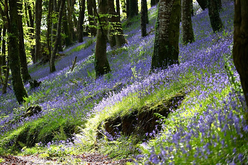 Bluebells near Looe in Cornwall - Bluebells