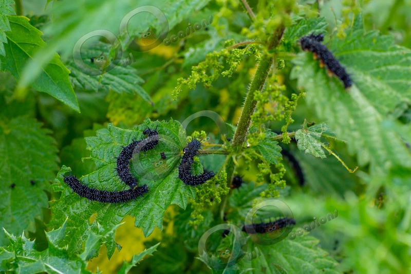 peacock butterfly Inachis io-7666 - Insects from around the world