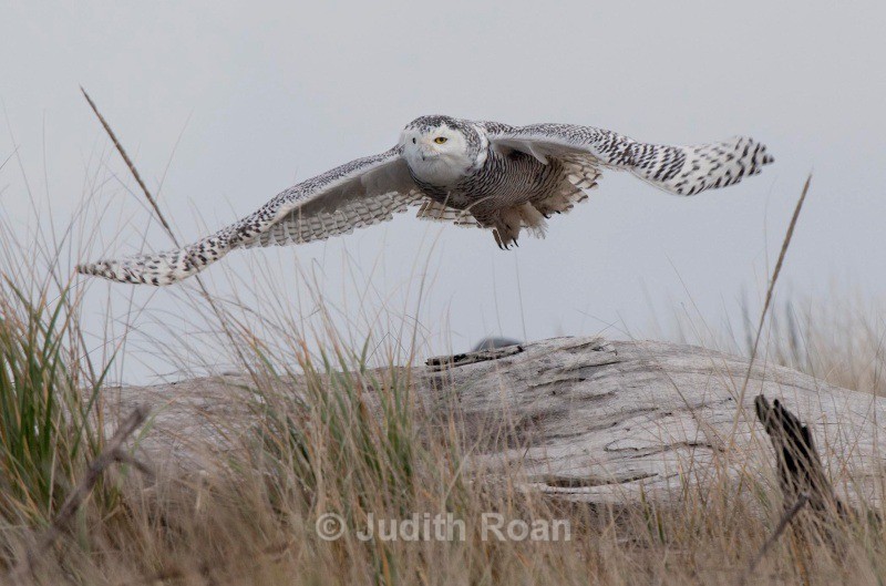 Snowy Owl in flight - Backyard Birds of the Pacific Northwest