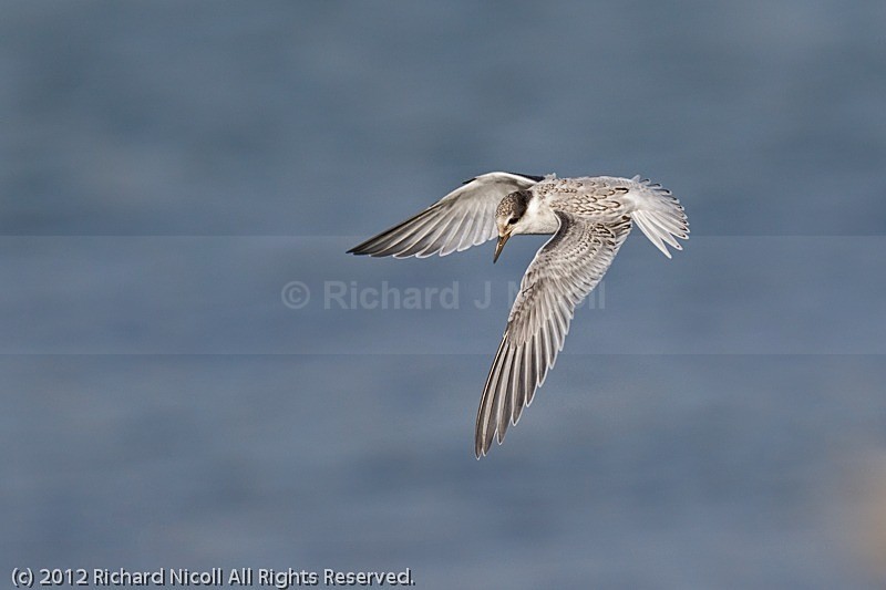 Little Tern (Sterna albifrons) in flight - Little Tern (Sterna albifrons)