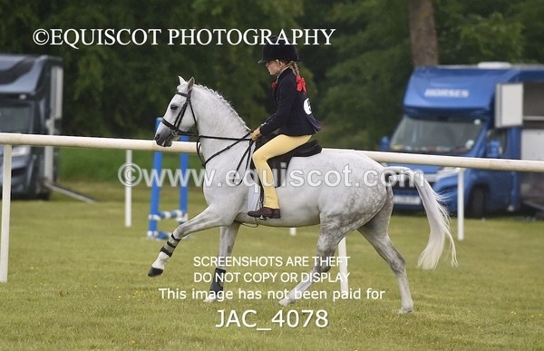 JAC_4078 - 40CM WORKING HUNTER