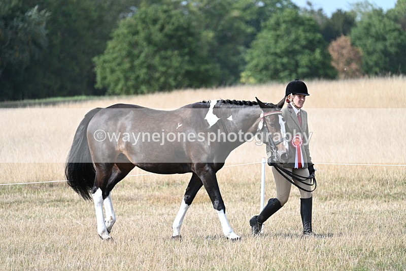 WJ7_8083 - In-hand Championship