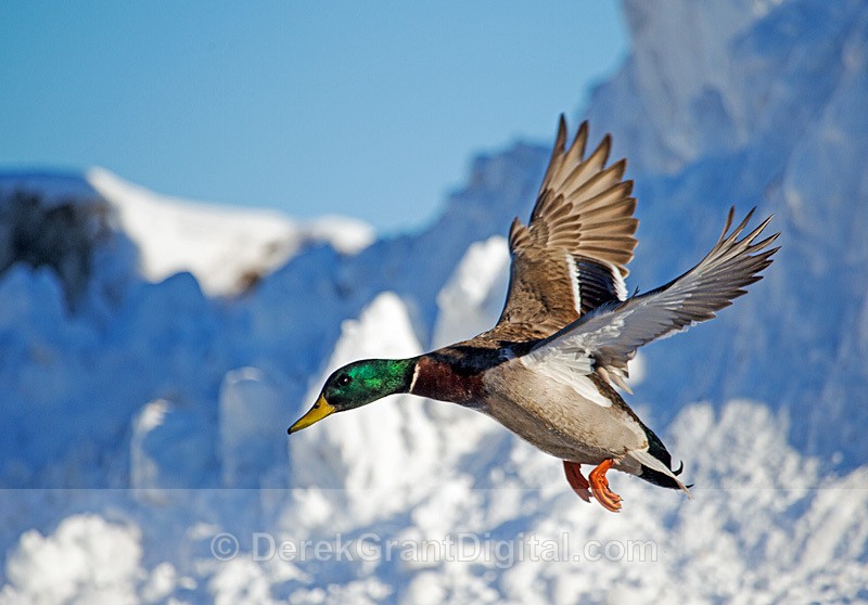 Drake Mallard Landing - Birds of Atlantic Canada