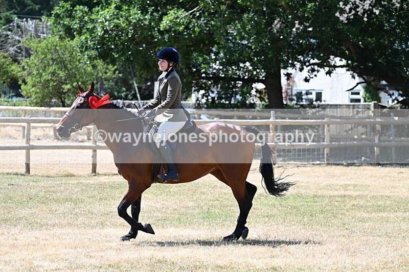 WJ7_3215 - Class 7 Riding Club Show Horse