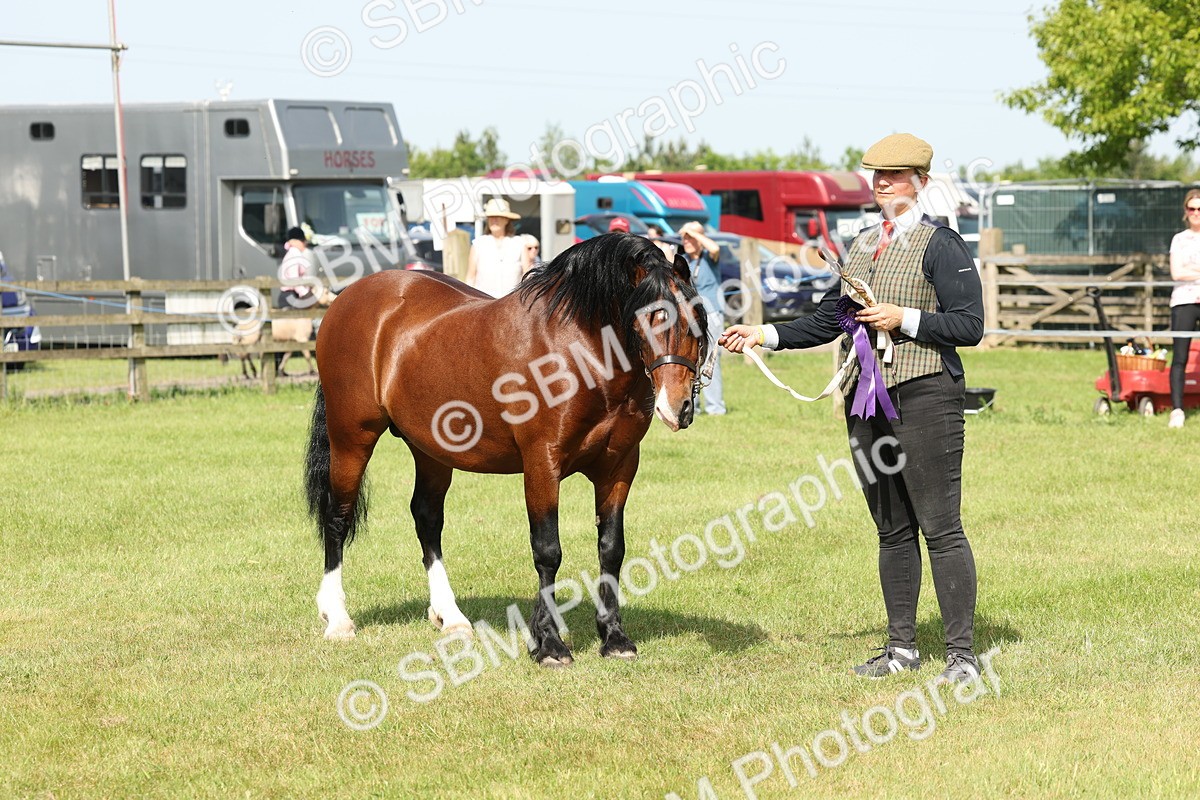 SBM_02172 - Class 6-13 - Mountatin and Moorland In Hand Welsh Breeds