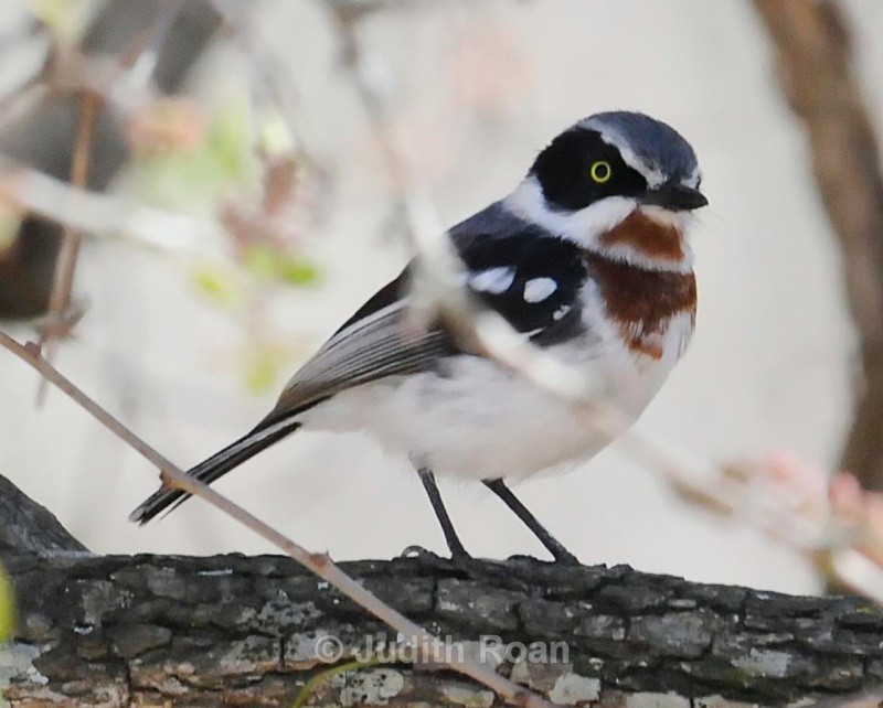 Chin-spot Batis female - South Africa Birds and Mammals