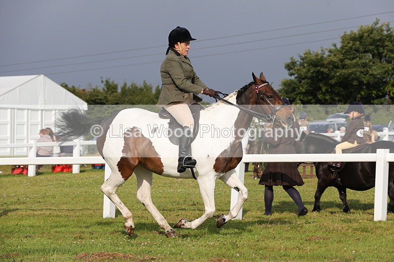 1X9A2919 - Class 25: Ridden Plaited Coloured Horse