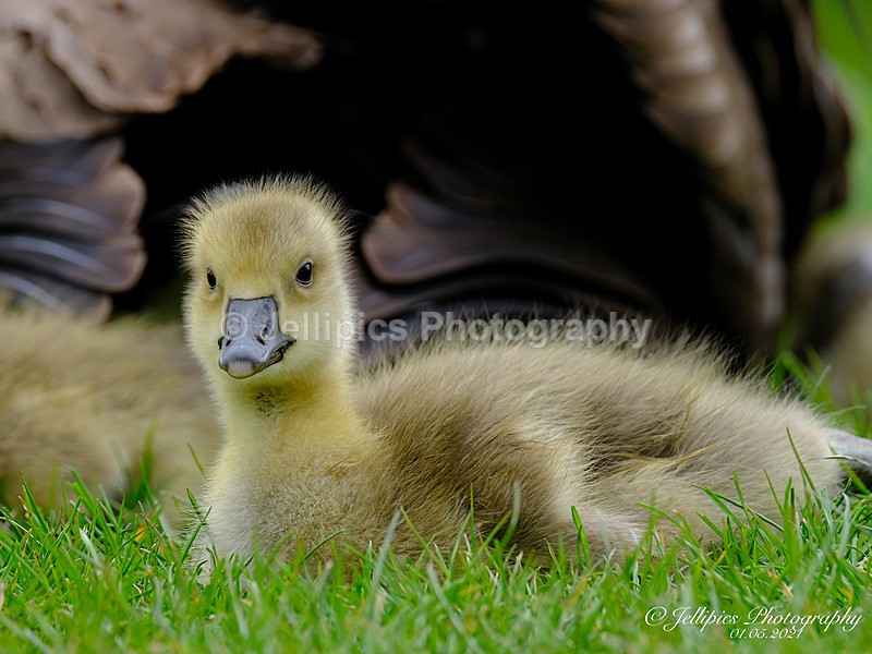  - Wildlife and Nature