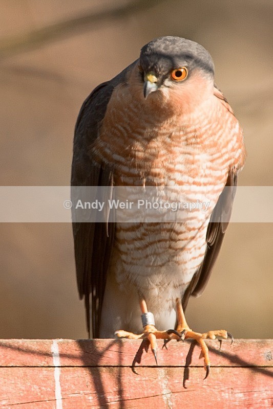 20100307-120 - Sparrowhawk