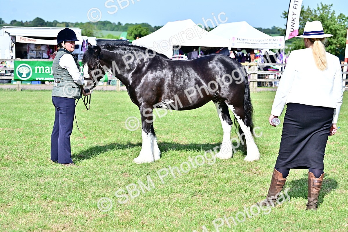 SBM_10113 - Class 63-65 - Traditional Gypsy Cobs In Hand & Ridden