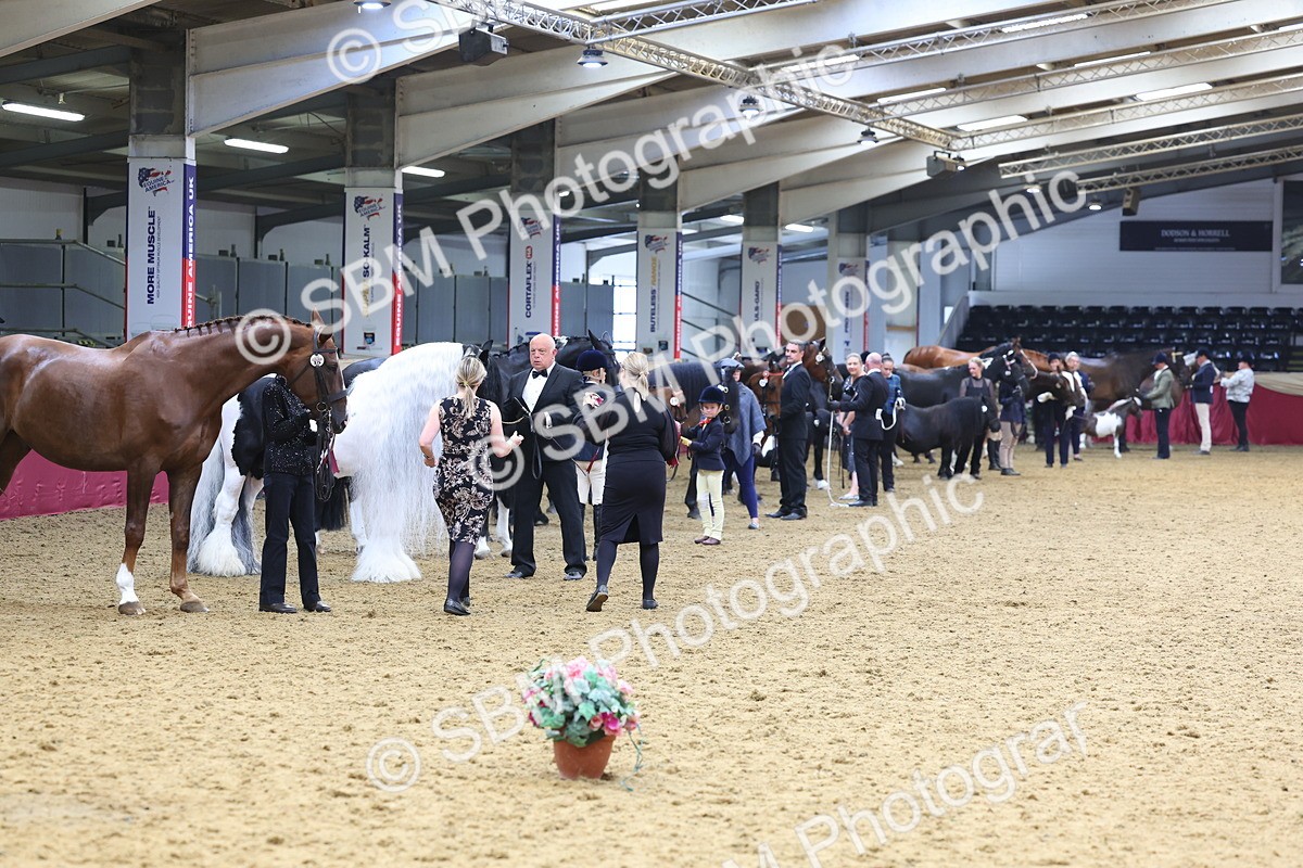 SBM_22917 - Class 903 - Supreme Final - IH Pre Vet