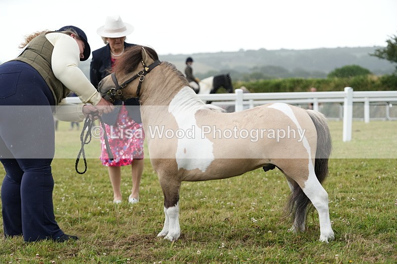 DSC04599 - Class 46: NPS Shetland Youngstock