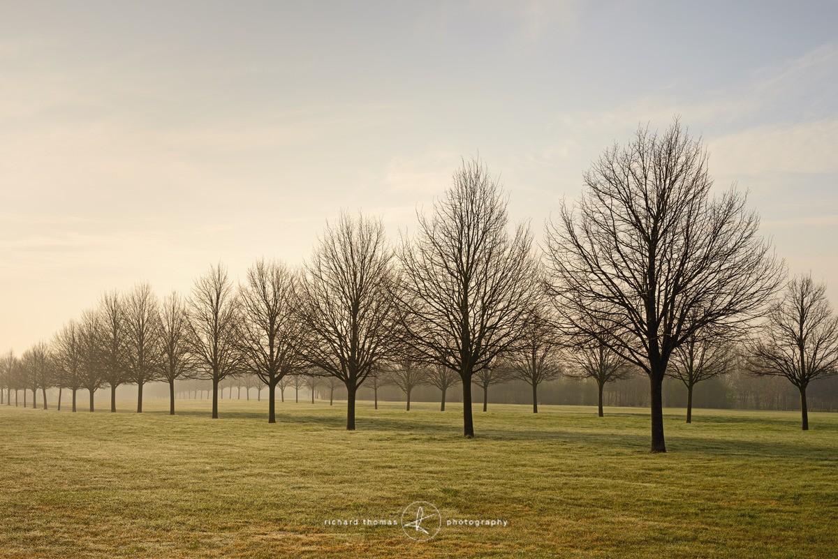 Lime Tree Spring Morning. - Order