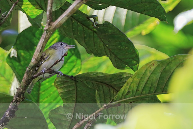 Lesser Greenlet, Tortuguero, Costa Rica - Lesser Greenlet