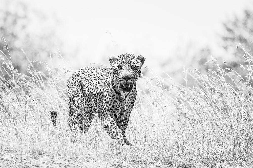 Masai Mara 180223_RLP145621finalbr - Wildlife Fine Art