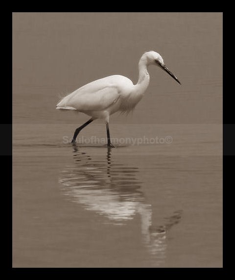 Harmony Of Nature - Art And Nature