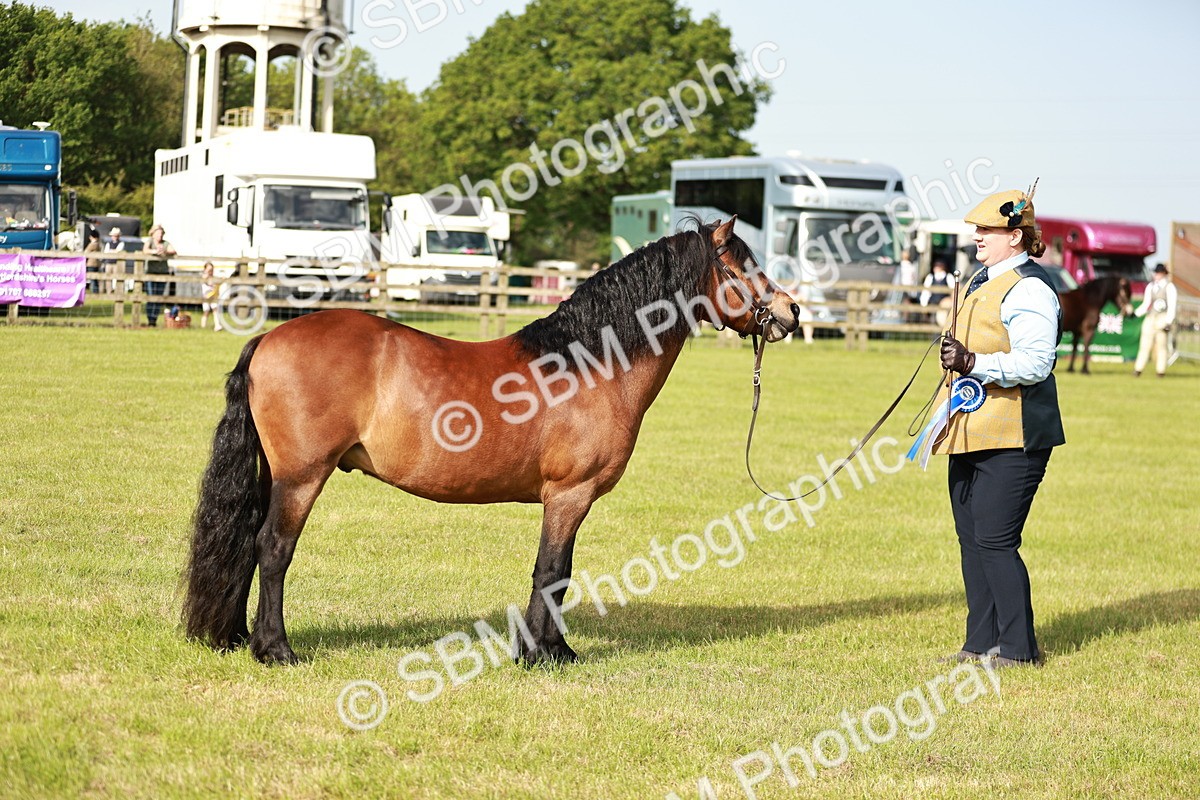 SBM_00604 - Class 14-23 - Mountain & Moorland In Hand Non Welsh