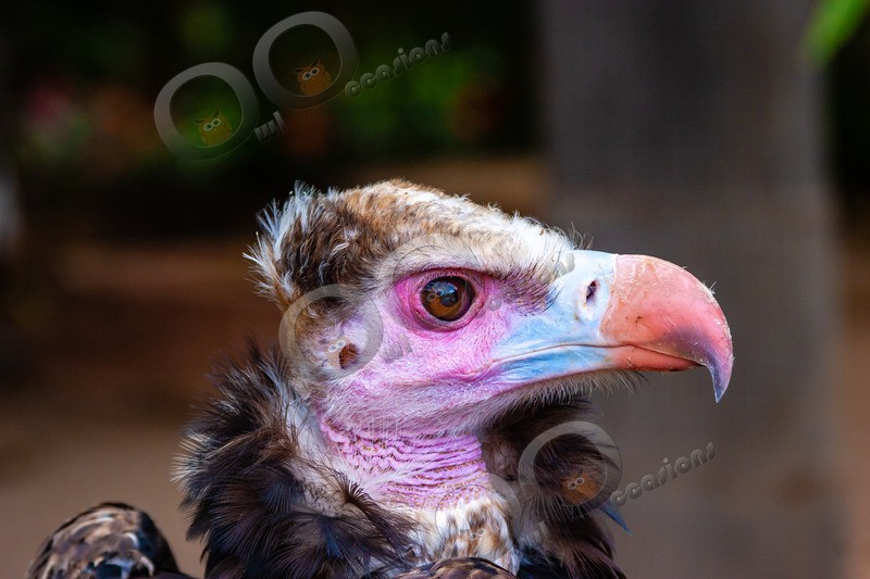 cinereous vulture Aegypius monachus-411 - BoP from around the world