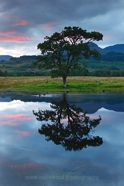 Loch Eil and a Alder tree at sunset     ref 1613 - Scotland